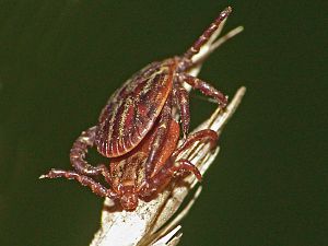 Dermacentor marginatus