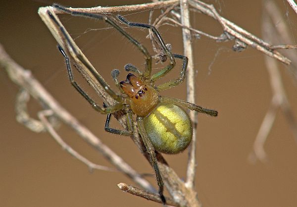 Cheiracanthium pennyi