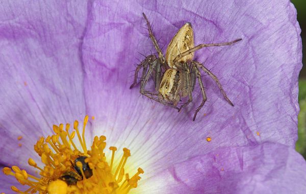 Oxyopes lineatus