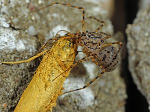 Scytodes thoracica