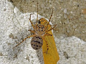 Scytodes thoracica