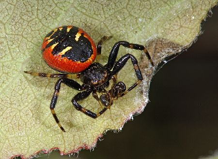 Synema globosum