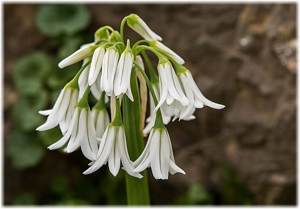 Allium triquetrum