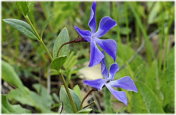 Vinca herbacea