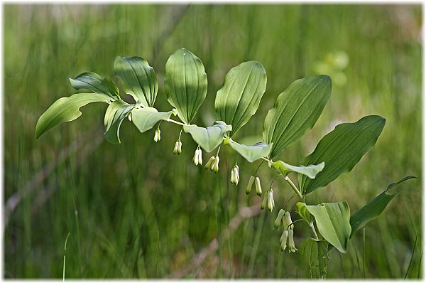 Polygonatum multiflorum