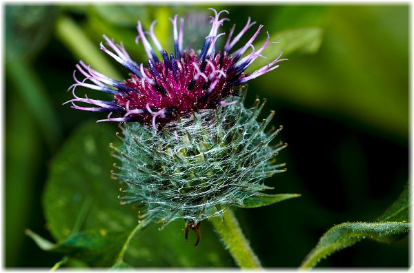 Arctium tomentosum