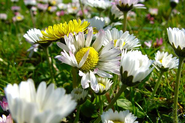 Bellis perennis