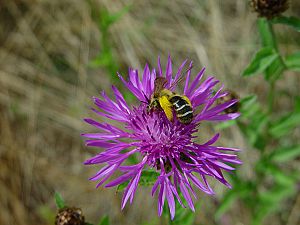 Centaurea scabiosa