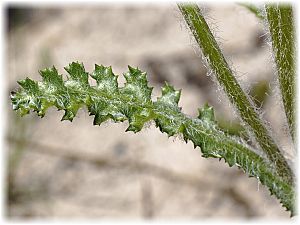 Senecio vernalis