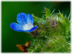 Anchusa arvensis