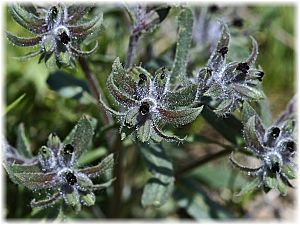 Anchusa aucheri