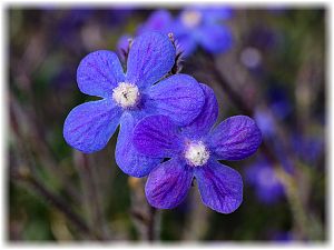 Anchusa azurea