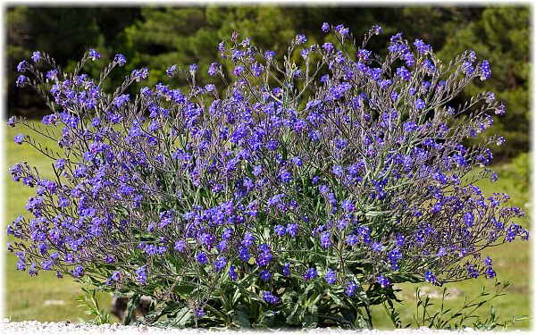 Anchusa azurea