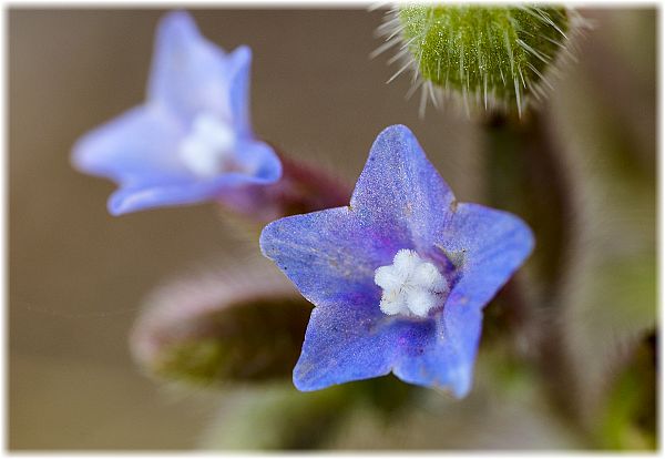 Anchusa undulata ssp hybrida