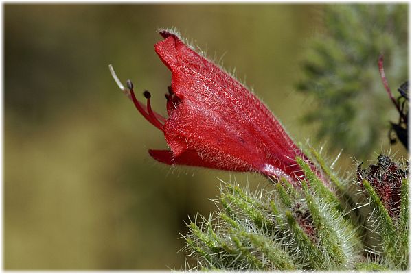 Echium angustifolium