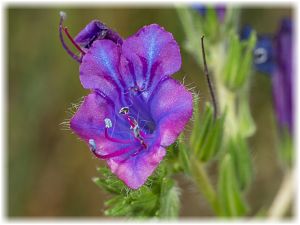 Echium plantagineum