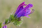 Echium plantagineum