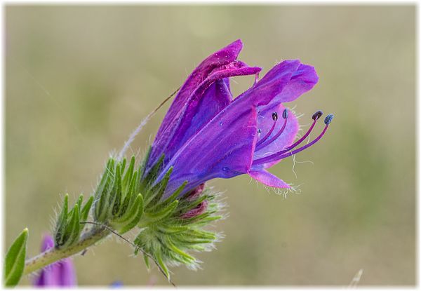 Echium plantagineum