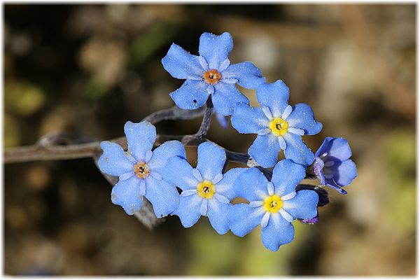 Myosotis cadmaea