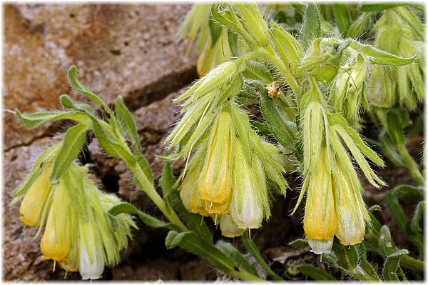 Onosma araraticum