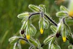 Onosma graecum