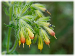 Onosma rutilum