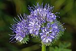 Phacelia tanacetifolia