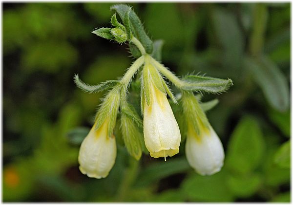 Symphytum bornmuelleri