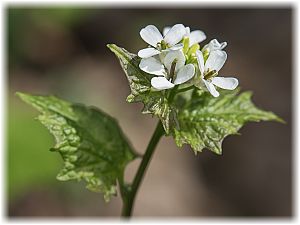 Alliaria petiolata