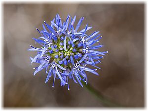 Jasione montana