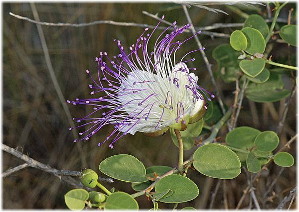 Capparis spinosa