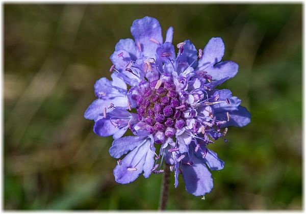 Scabiosa columbaria