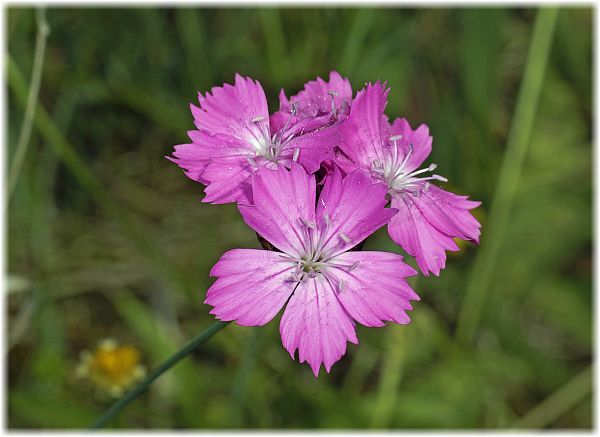 Dianthus carthusianorum