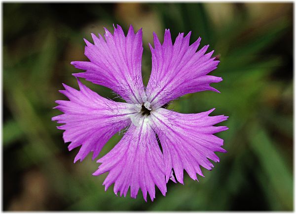 Dianthus sylvestris