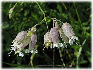 Silene vulgaris