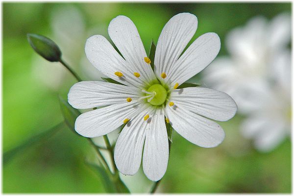 Stellaria holostea