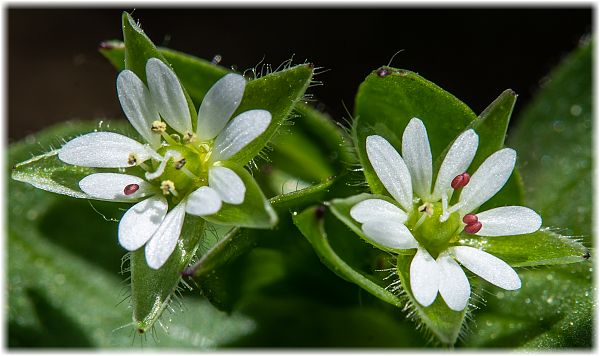 Stellaria media