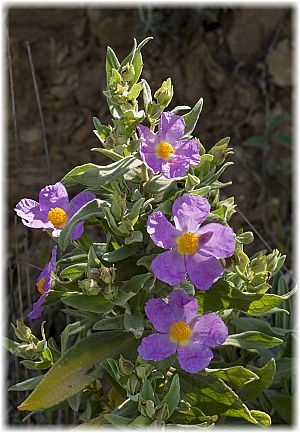 Cistus crispus