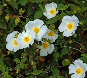 Cistus monspeliensis