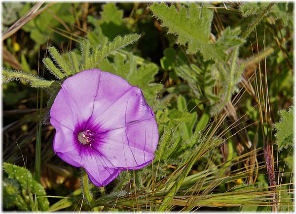 Convolvulus althaeoides