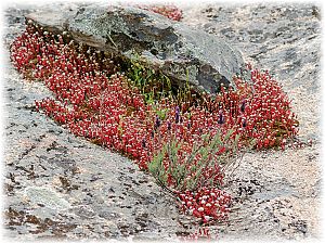 Sedum confertiflorum