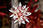 Sedum confertiflorum