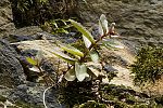 Sedum telephium