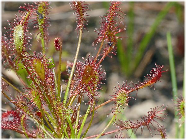 Drosera longifolia