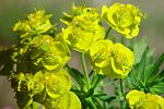 Euphorbia cyparissias