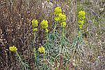 Euphorbia wulfenii