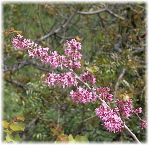 Cercis siliquastrum