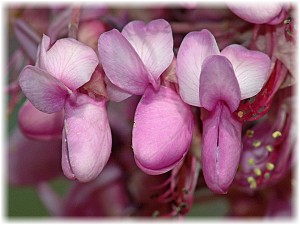 Cercis siliquastrum