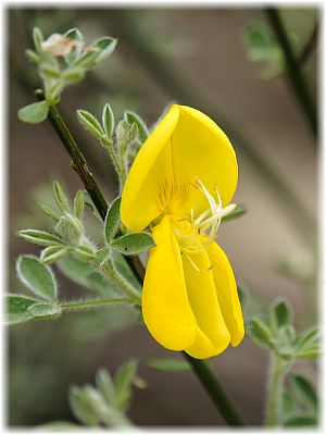 Cytisus scoparius