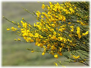 Cytisus scoparius